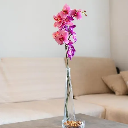 Vibe & Free Garage Split